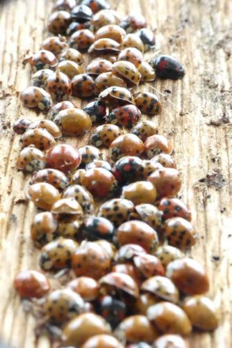 Harmonia axyridis
